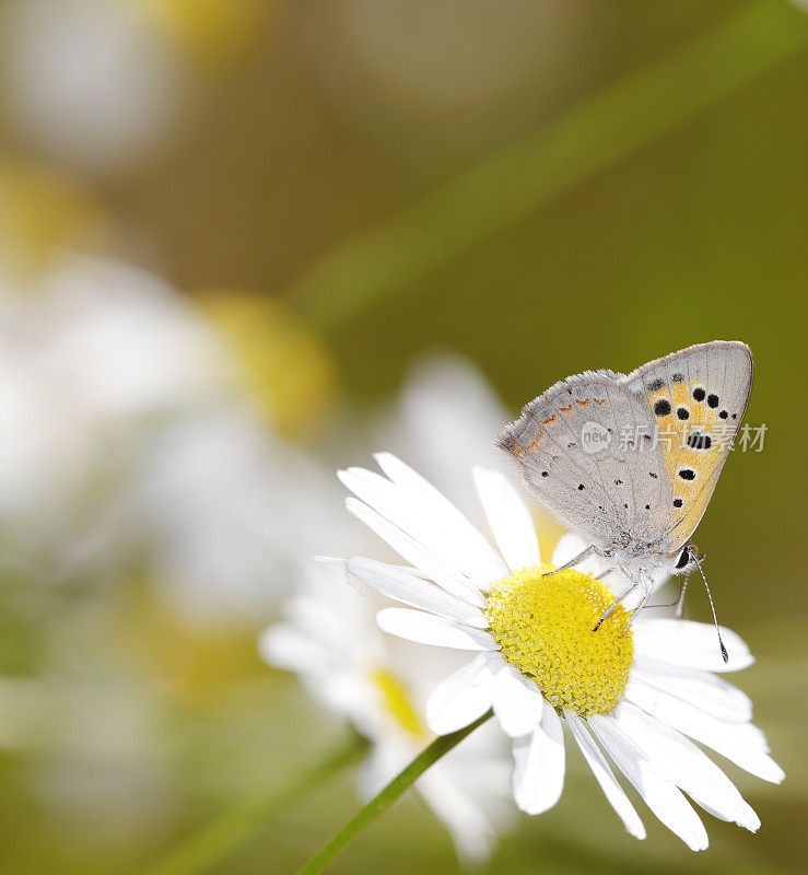 小铜蝶(Lycaena phlaeas)